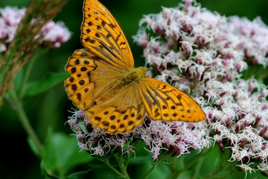 Ein orangefarbener, mit schwarzem Muster versehender Schmetterling sitzt auf einer Pflanze. Von oben fotografiert | © Dr. Eberhard Pfeuffer