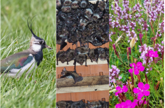 Ein Kiebitz, Fledermäuse und bunte Wildblumen zeigen den erfolgreichen Artenschutz des LBV in Bayern. | © Andreas Hartl