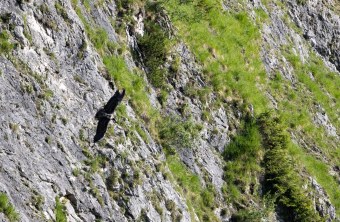 Bartgeier Bavarias erster Flug in Freiheit  | © Richard Straub