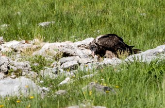 Bartgeier Dagmar nach dem ersten Ausflug | © Richard Straub