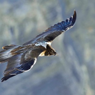 Bartgeier-Hansuredi-Weyrich-jung (1) | © Hansruedi Weyrich