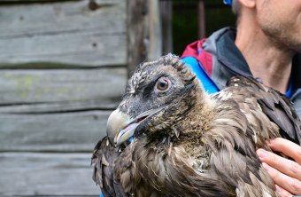 Bartgeier Sisi | © Hansruedi Weyrich