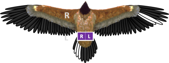 Bleichmuster und Ringe von Bartgeier Bavaria, beide Ringe sind lila. Die gebleichten Federn bei Dagmar sind im Stoß und dein rechten äußeren Handschwingen | © IBM