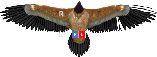 Bleichmuster und Ringe von Bartgeier Recka, der linke Ring ist blau, der rechte rot. Die gebleichten Federn sind bei Recka am Rand des rechten Flügels | © IBM