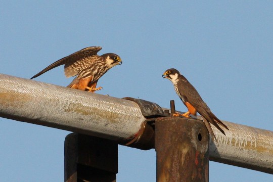 Zwei Baumfalken auf einem Rohr | © Zdenek Tunka