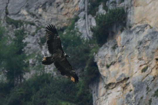 Bavaria im Flug | © Michael Wittmann