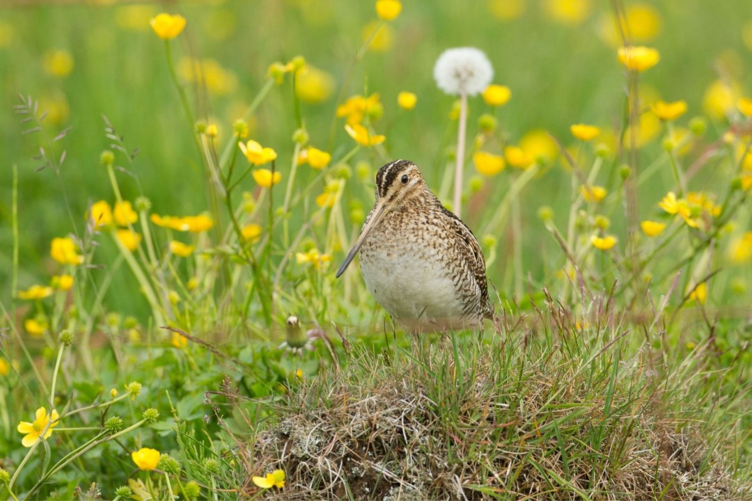 Bekassine | © Rosl Roessner Rosl