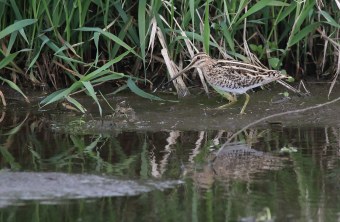 Beakssine läuft am Ufer eines flachen Gewässers entlang, hinter ihr grünes Schilf | © Carl-Peter Herbolzheimer