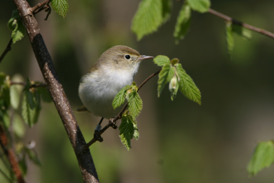 Berglaubsänger auf einem Zweig | © Hans-Joachim Fünfstück
