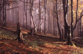 Bergwald in der Rhön | © Dr. Eberhard Pfeuffer