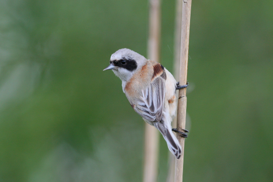 Beutelmeise | © Zdenek Tunka