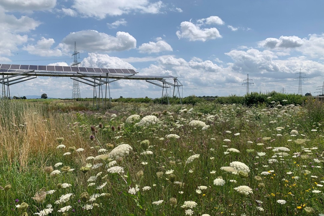 Blühende Wiese mit Solarpaneelen | © Hans Laumer