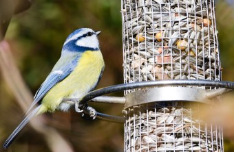 Welche Futterstelle ist die Richtige? - LBV - Gemeinsam Bayerns