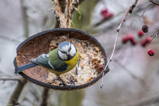 Blaumeise sitzt auf einer halben Kokosnussschale, die mit Fettfutter gefüllt ist und schaut in die Kamera | © Carl-Peter Herbolzheimer
