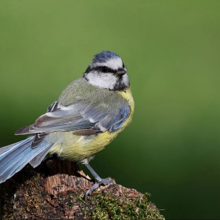 Blaumeise vor einem grünen Hintergrund, schaut in die Kamera | © Mark Kumke