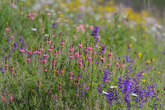 Bunte Blumenwiese |  © Dr. Christoph Moning
