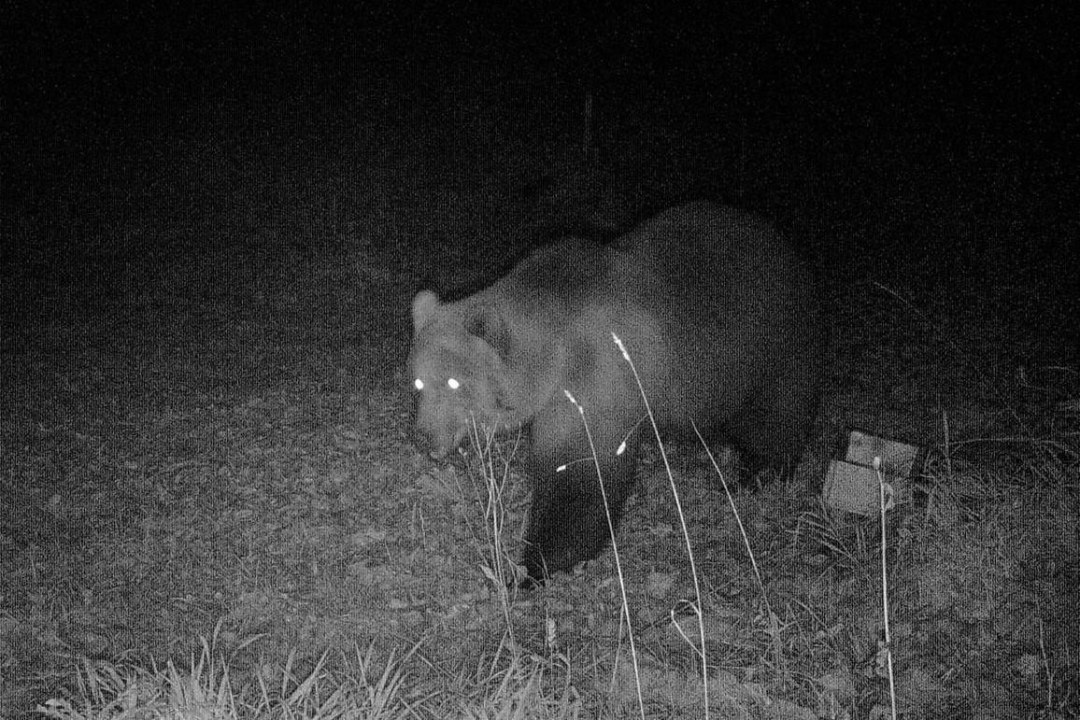 Braunbär in schwarz-weiß | © Bayerische Staatsforsten