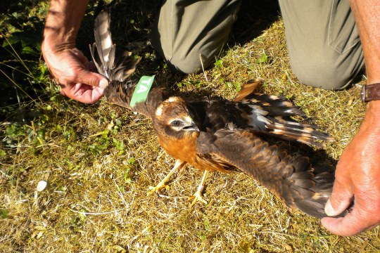 Verstümmelte Wiesenweihe mit ausgebreiteten Flügeln | © Edgar Hoh