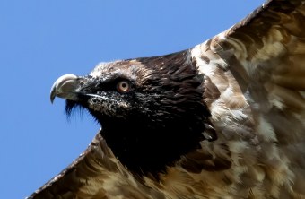 Dagmar Portrait |© Luca Buehler