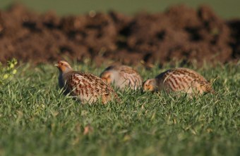 Drei ausgewachsene Rebhühner fressen im niedrigen Gras | © Dr. Christoph Moning