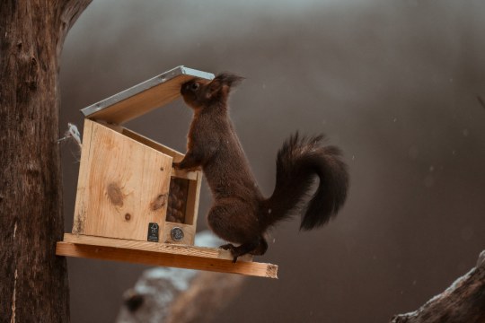 Eichhörnchen - Nina Schütz Eichhörnchen | © Nina Schütz