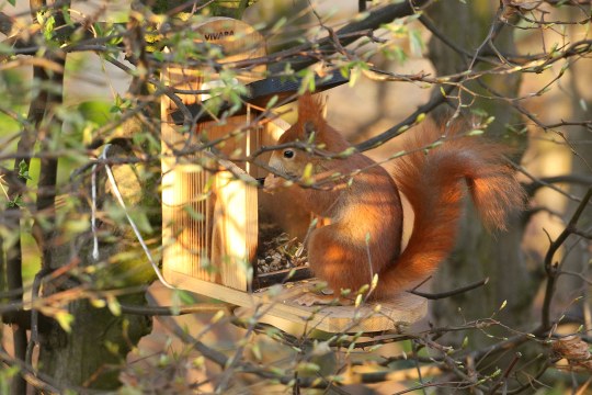 Eichhörnchen am Futterhaus | © ClaudiaBecher