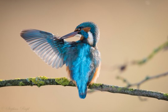 Eisvogel von hinten mit dem linken Flügel ausgebreitet | © Stephan Riepl