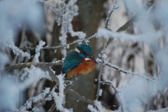 Eisvogel auf einem vereisten Ast | © Gerd Meyer