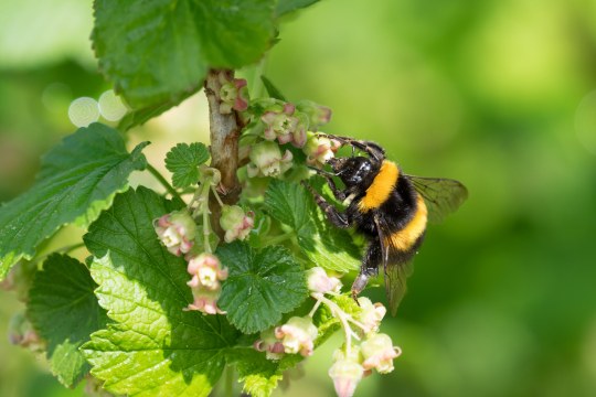 Erdhummel | © O. Wittig