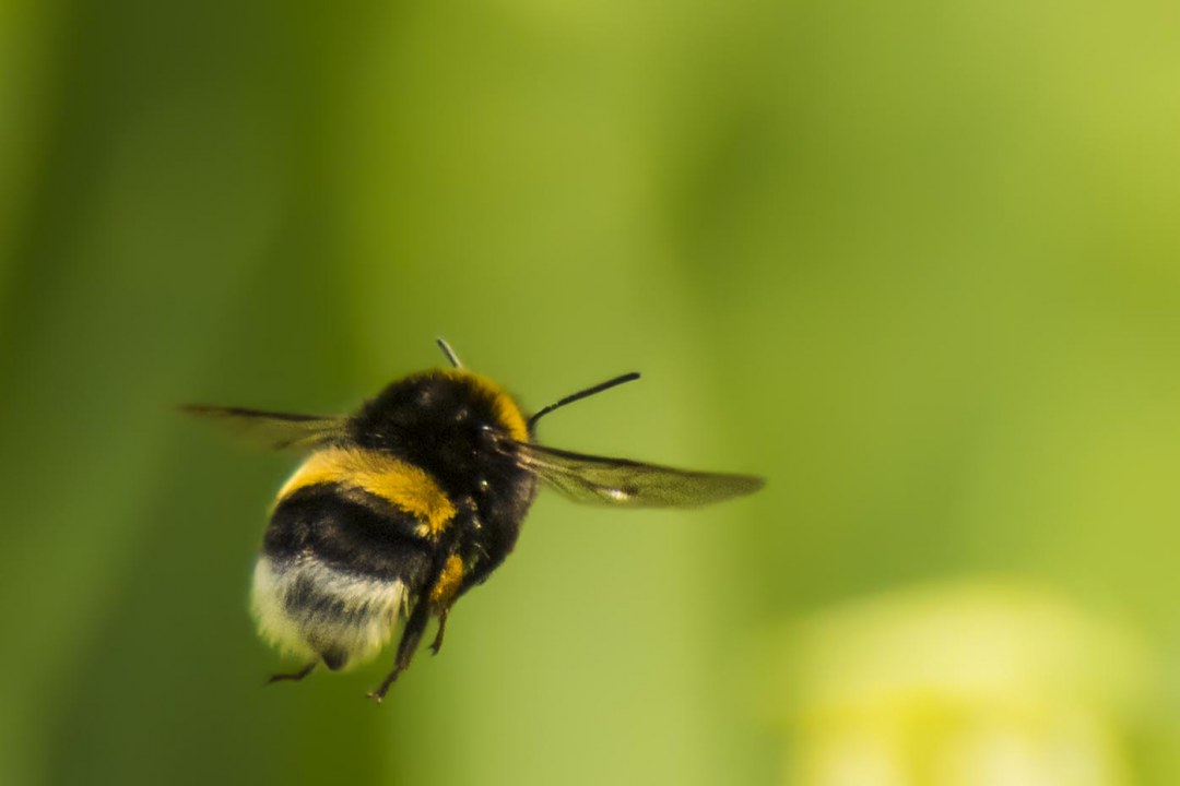 Fliegende Erdhummel | © Franz Meyer