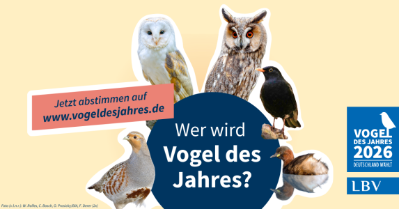 Sechs Vögel stehen zur Wahl als "Vogel des Jahres 2026" im Aufruf des Landesbunds für Vogel- und Naturschutz in Bayern e. V. (LBV).