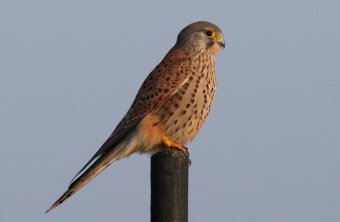 Turmfalke auf Mast | © Zdenek Tunka