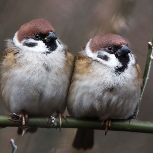 Zwei Feldsperlinge sitzen eng beieinander auf einem Ast | © Andreas Hartl