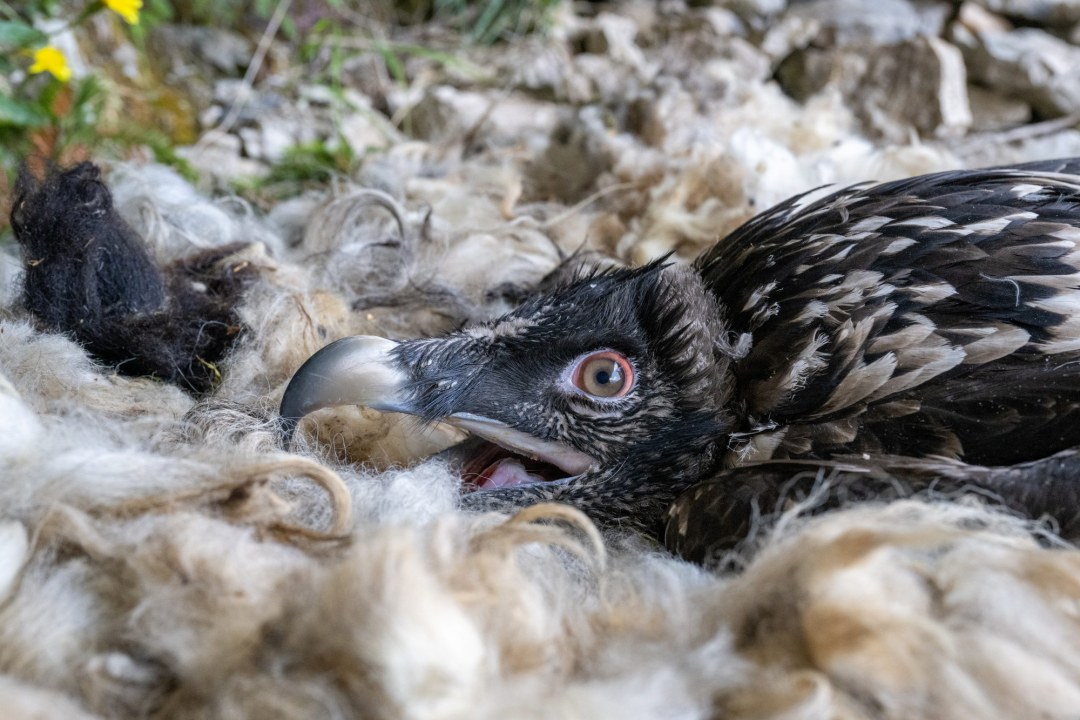 Alosa in der Nische im Nest | ©Hansruedi Weyrich