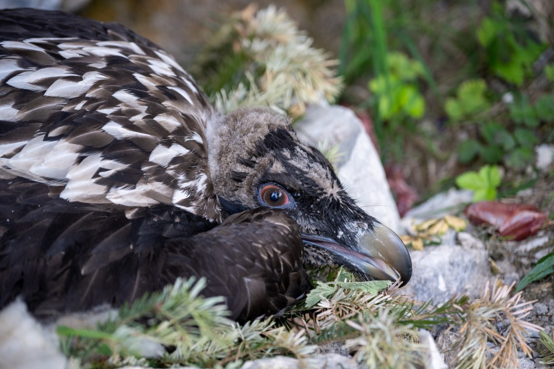 Zierli in der Nische im Nest | © Hansruedi Weyrich
