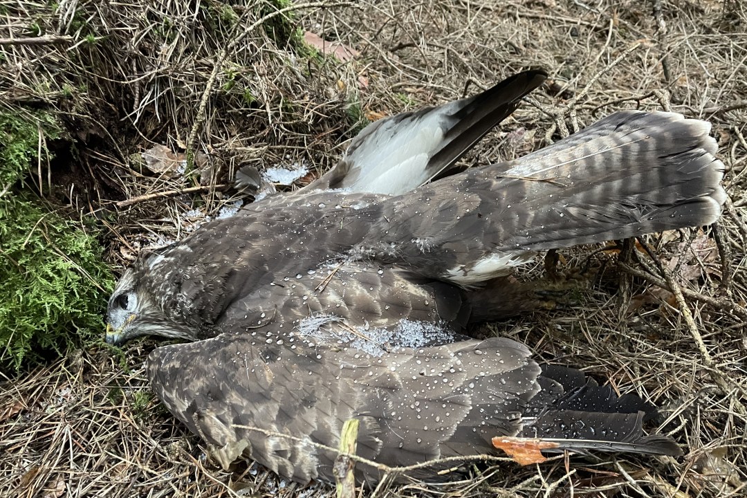 Toter Mäusebussard  | © Bettina Schröfl