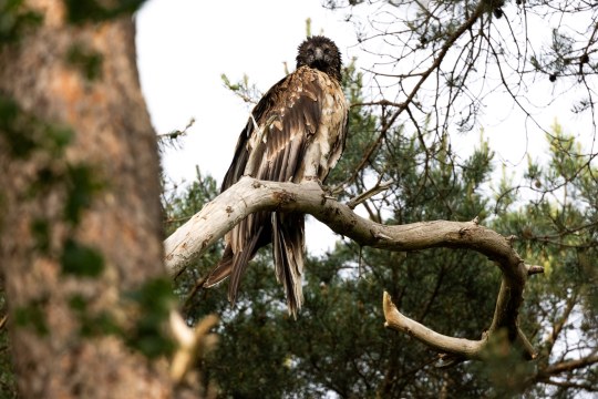 Vinzenz auf Ast in Bad Zwischenahn | © Matthias Feldhoff