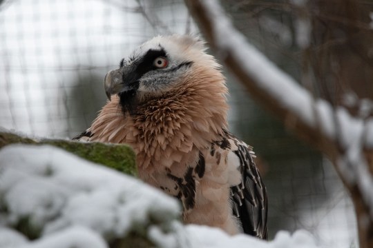 Nahaufnahme Bartgeier Nürnberger Tiergarten | © Nicole Friedrich