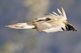 Sisi im Flug über Berchtesgaden | © Markus Leitner