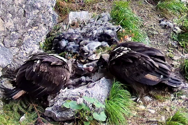 Generl und Luisa: Streit um Knochen  | © LBV, NPV