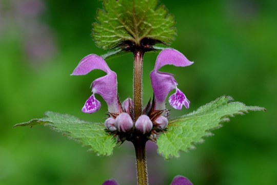 Gefleckte Taubnessel mit violetten Blüten und gezackten Blättern | © Dr. Eberhard Pfeuffer
