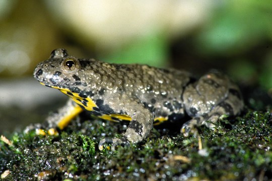 Gelbbauchunke sitzt auf Moos von der Seite fotografiert |© Andreas Hartl