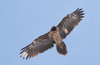 Bartgeier Generl | © Christian Steiger