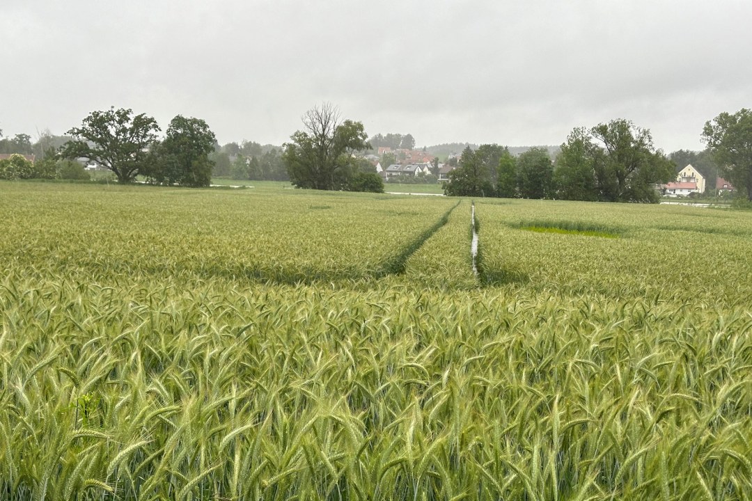 LBV-Schutzgebiet Ackerfäche in der Glonnaue bei Weichs | © Cyrus Mahmoudi