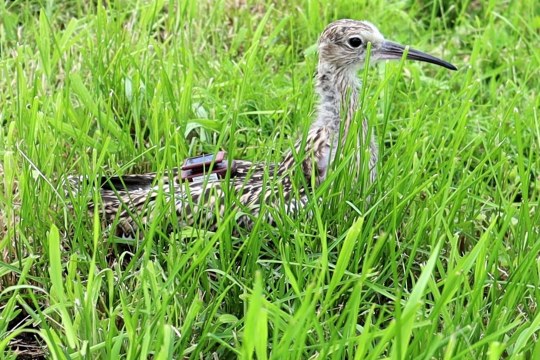 Großer Brachvogel_Jungvoge_mit_Sender | © Rebekka Leiss