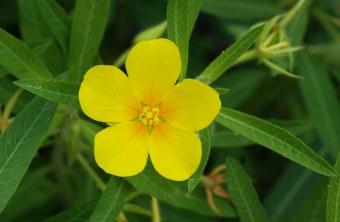 Großblütiges Heusenkraut | © LBV