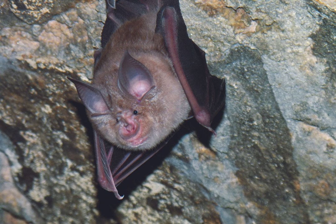 Grosse Hufeisennase | © Rudi Leitl/LBV Bildarchiv