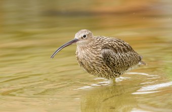 Großer Brachvogel steht im Wasser | © Rosl Rößner