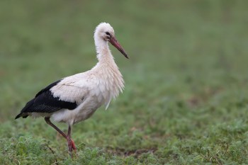 Weißstorch Happy Hippi | © Markus Gläßel
