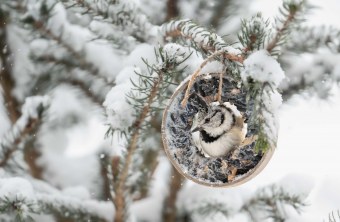 Haubenmeise | © Dr. Hubert Kluger